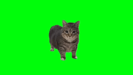 OiiaCat GIF